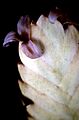 Tillandsia anceps - infl 1