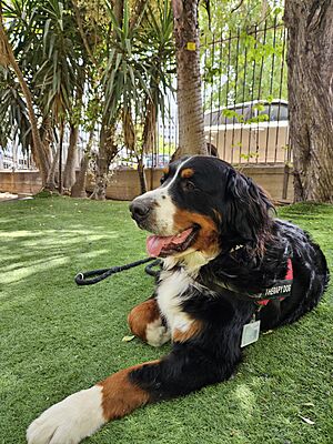 Archivo:Timmi the Therapy dog from Israel Bernese Mountain Dog 07