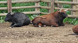 Archivo:Toros de Baltasar Iban pour la corrida d'Alès