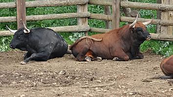 Archivo:Toros de Baltasar Iban pour la corrida d'Alès