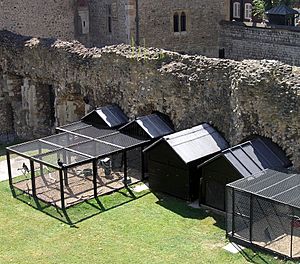 Archivo:Tower of London -cages for ravens-8a-5Aug2004