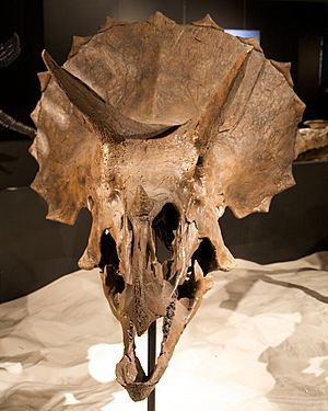 Archivo:Triceratops skull frills