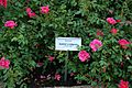 Unidentified roses with sign 'Astrid Lindgren'
