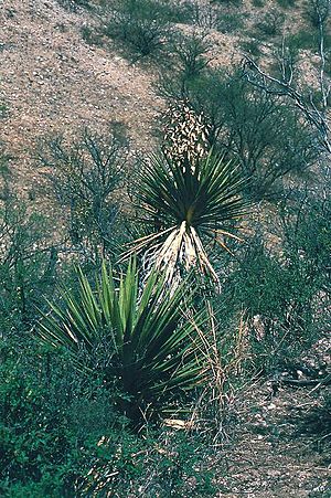 Archivo:Yucca grandiflora fh 0401 MEX BC