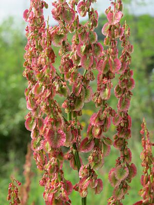 Archivo:20140502Rumex acetosa1