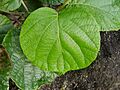Actinidia deliciosa3 R