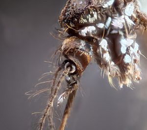 Archivo:Aedes Eye
