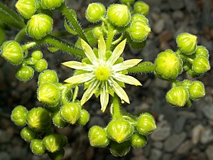 Archivo:Aeonium tabuliforme PICT2232