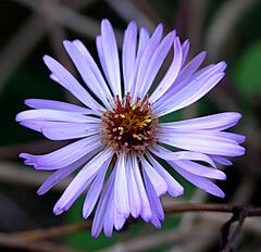 Ampelaster carolinianus (9099847231).jpg