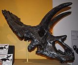 Archivo:Anchiceratops skull cast Canberra email