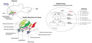 Archivo:Araña-peqc