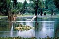 Atchafalaya Basin