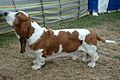 Basset Hound 600