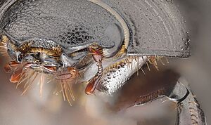 Archivo:Beetle, head, details