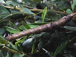 Archivo:Biston betularia (larva) - Peppered moth (caterpillar) - Пяденица берёзовая (гусеница) (43774457534)