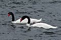 Blackneck swan pair hornopiren chile feb 2010