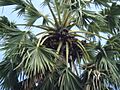 Borassus flabellifer fruit on the tree