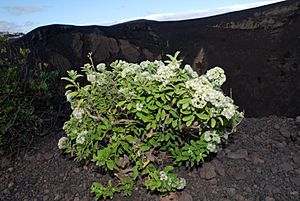 Archivo:Bystropogon origanifolius habitus