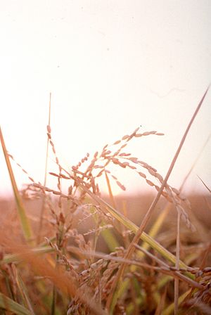 Archivo:CSIRO ScienceImage 383 Head of rice in a field