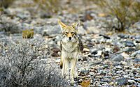 Archivo:California Death Valley Coyote