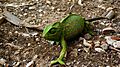 Camaleon galifa
