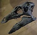 Camptosaurus sp salt lake city