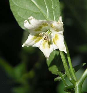 Archivo:Capsicum bacatuum flower