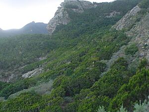 Archivo:Chamorga (2)