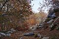 Chile, Cerro El Roble, al interior del bosque de Nothofagus macrocarpa (26667926323)