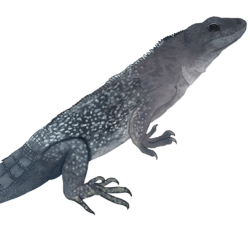 Ctenosaura quinquecarinata AMANTEDESAURIOS.png