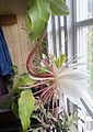 Epiphyllum oxypetalum 1