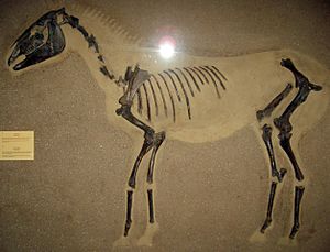 Archivo:Equus ferus