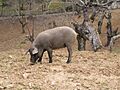 Fuenteheridos - Cerdo ibérico 01