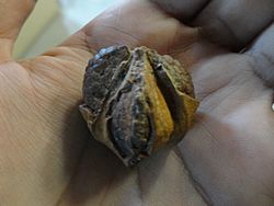 Archivo:Gymnosperm seed fossil 2