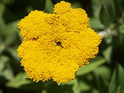 Archivo:Helichrysum umbraculigerum