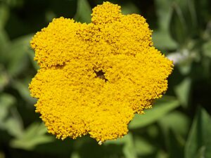 Archivo:Helichrysum umbraculigerum