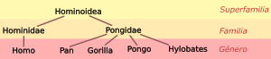 Hominoid taxonomy 1 es.svg