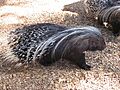 Hystrix cristata 03 by Line1