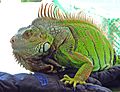 Kini iguana