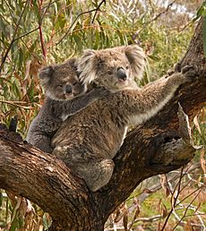 Archivo:Koala and joey