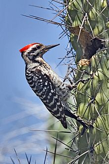 Archivo:Ladder-back Woodpecker on Cactus