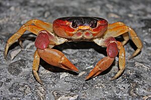 Archivo:Land Crab (Gecarcinus ruricola) (8575065860)