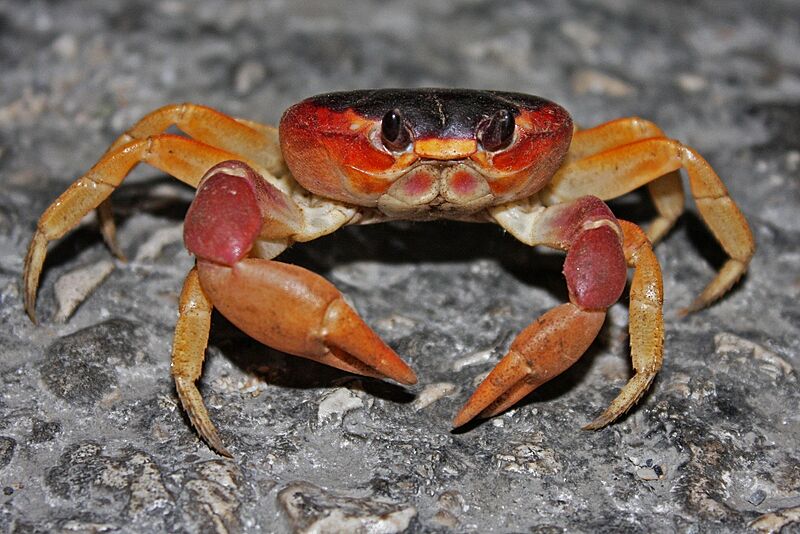 Land Crab (Gecarcinus ruricola) (8575065860)