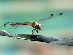 Lathrecista asiatica female by kadavoor.jpg