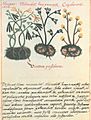 Libellus de medicinalibus Indorum herbis f. 56v