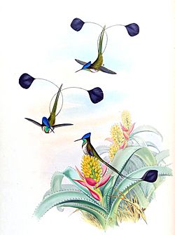 Loddigesia mirabilis + Aechmea mucroniflora - Gould Troch. pl. 161.jpg