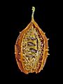 Luffa operculata 08