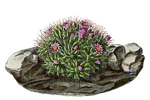 Archivo:Mammillaria crinita BlKakteenT170