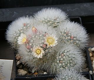 Mammillaria schwarzii.jpg