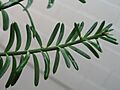 MataiLeaves467